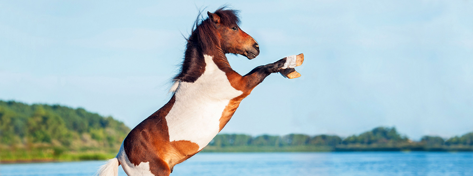 Optimise content to avoid being a one trick pony